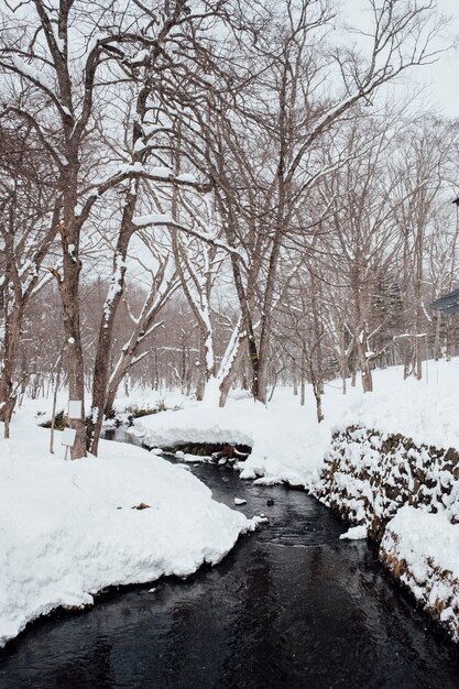 戸隠神社、日本で雪の森のシーン