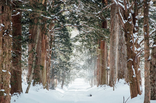 Free photo snow forest at togakushi shrine, japan