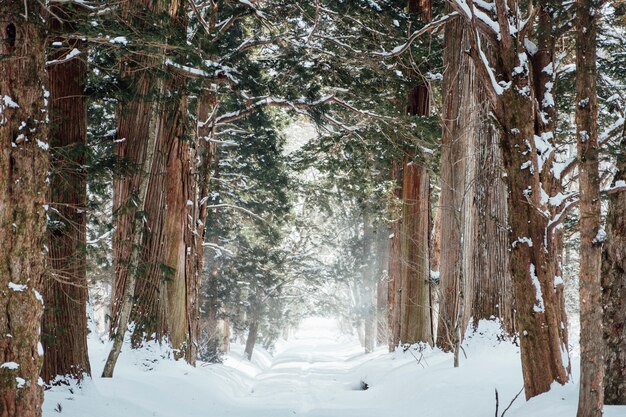 snow forest at togakushi shrine, Japan