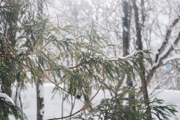 снежный лес в храме Тогакуши, Япония