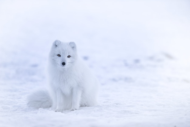 Снежная лиса на снежном поле