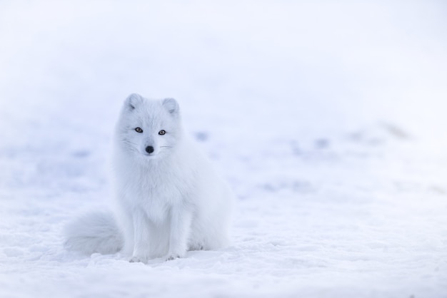 Snow fox on snowfield