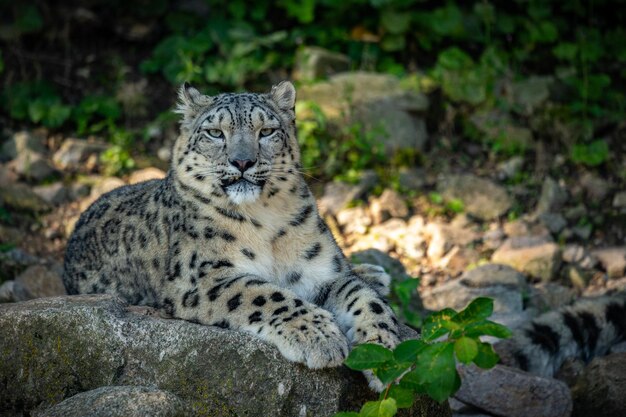 Snow leopard portrait in amazing light Wild animal in the nature habitat Very rare and unique wild cat Irbis Panthera uncia Uncia uncia