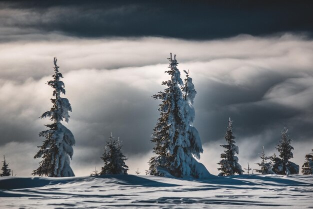 Snowcovered trees in the mountains in winter