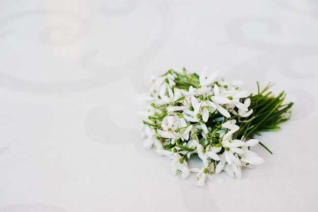 Snowdrop flowers at white glossiness background