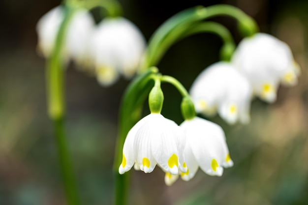 Free photo snowdrops on a blurred background macro shot