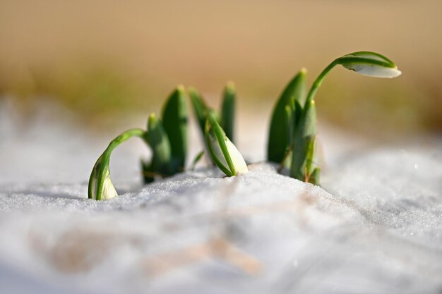 Snowdrops First spring flowers in the snow Natural colorful background in the garden Galanthus