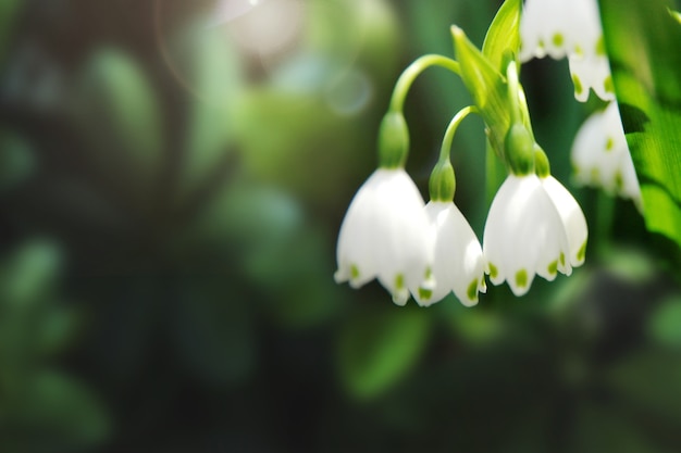 Snowdrops in a garden macro shot