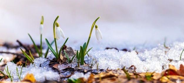白い背景の溶けた雪の中の春の森のスノードロップ Premium写真