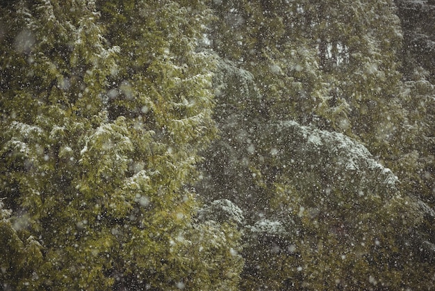 緑の森の降雪