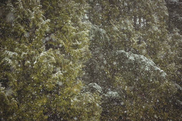 Snowfall in green forest