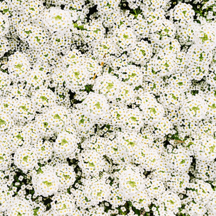Бесплатный Фотография снежные маслины (spiraea nipponica) распускаются весной
