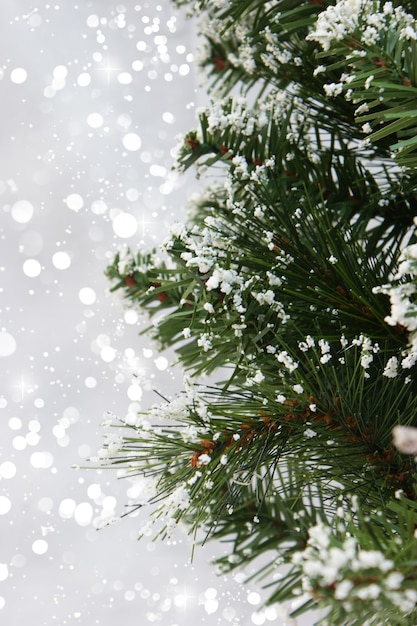 ボケライトを背景にクリスマスツリーの雪に覆われた枝