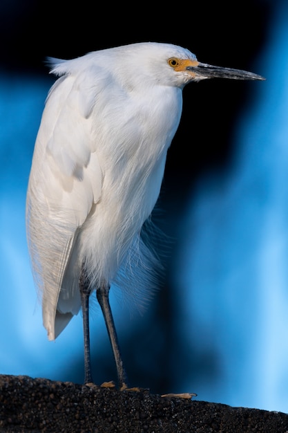 Foto gratuita egretta delle nevi