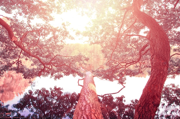 Foto gratuita campo nevoso visto da un albero