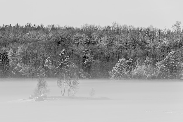 霧深い寒い日の雪に覆われた森