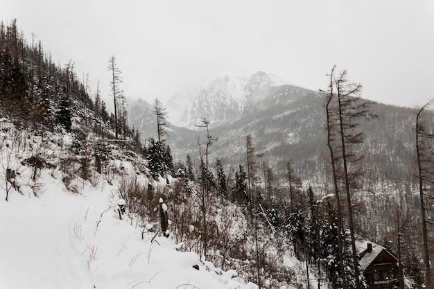 Free photo snowy hill and forest