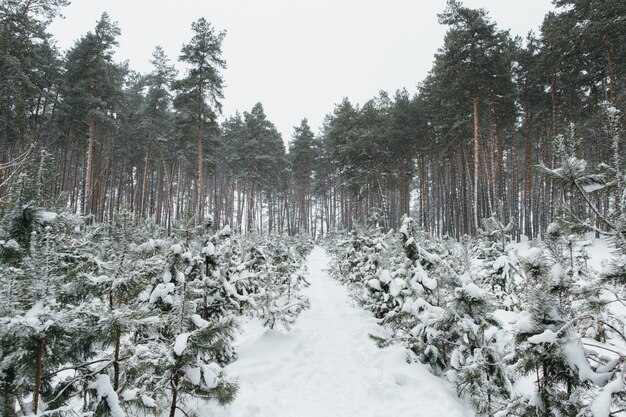 Снежный пейзаж в сосновом зимнем лесу