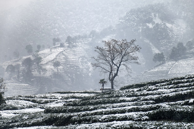 Paesaggio innevato con nebbia