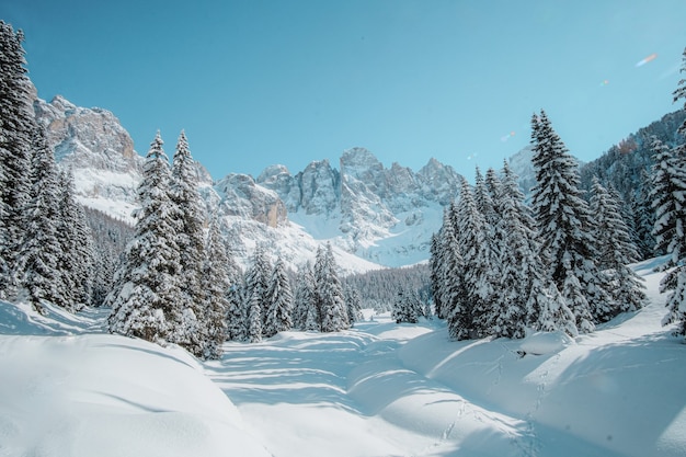 Бесплатное фото Снежный пейзаж