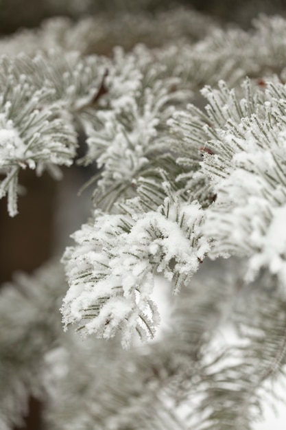 Snowy pine branches of leaves