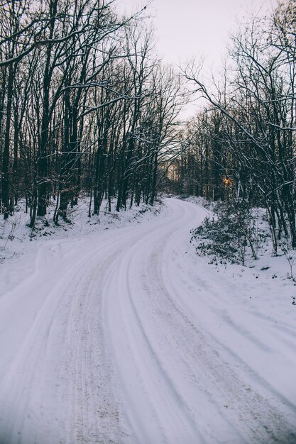 snowy road amid the trees