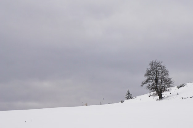 Snowy rural area with leafless trees in Fundata, Transylvania, Romania
