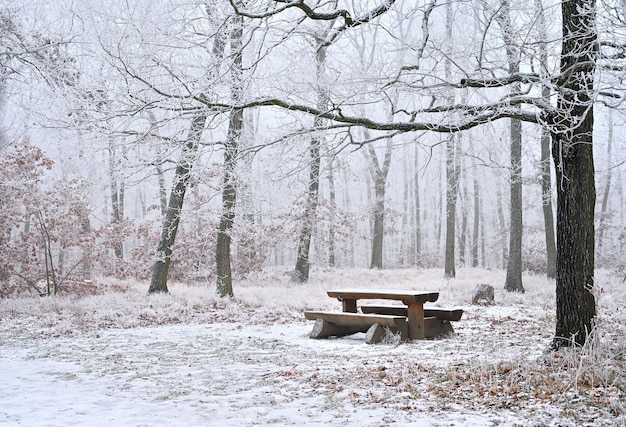 ベンチと休息のためのテーブルのある森の雪に覆われた木冬の自然と森の美しいコンセプト