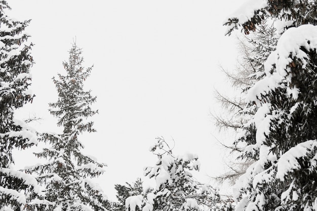 겨울 숲에서 눈 덮인 나무