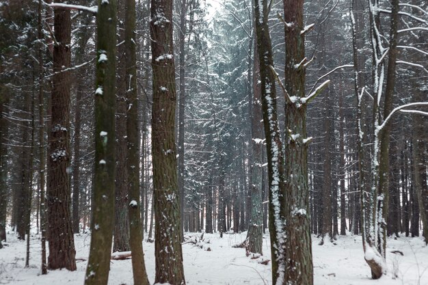 Snowy winter environment