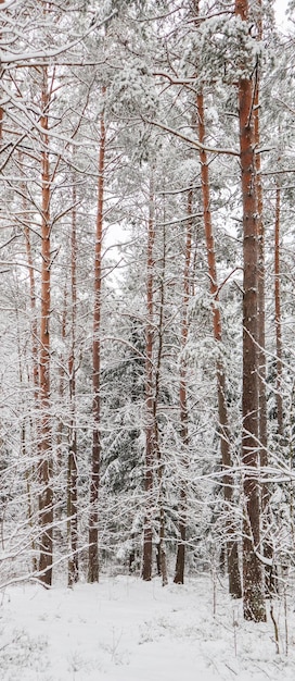 Snowy winter forest. snow covered branches trees and bushes