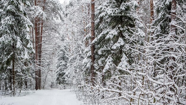 Snowy winter forest. snow covered branches trees and bushes