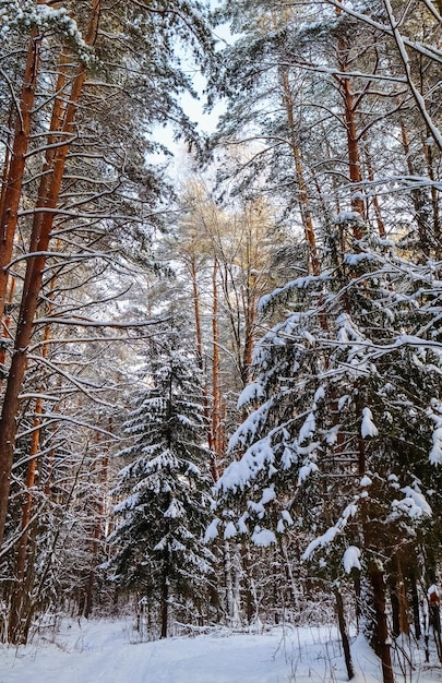 Snowy winter forest in a sunny day. white snow path. snow-covered trees