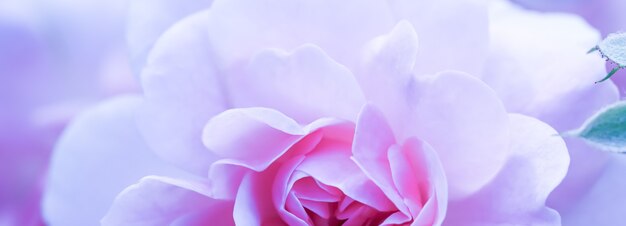 Soft focus abstract floral background purple rose flower macro flowers backdrop for holiday brand