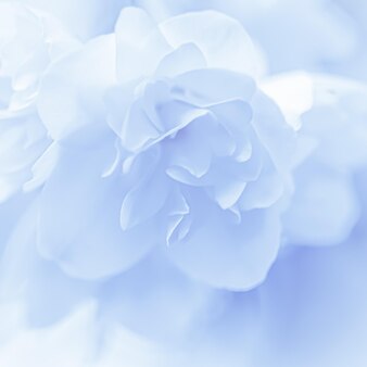 Soft focus abstract floral background white terry jasmine flower petals macro flowers backdrop Premium Photo