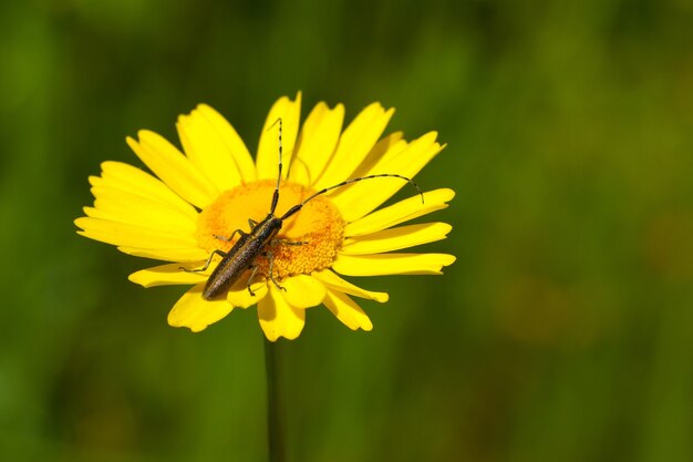 野原の鮮やかな黄色い花に長い触角を持つカブトムシのソフトフォーカス