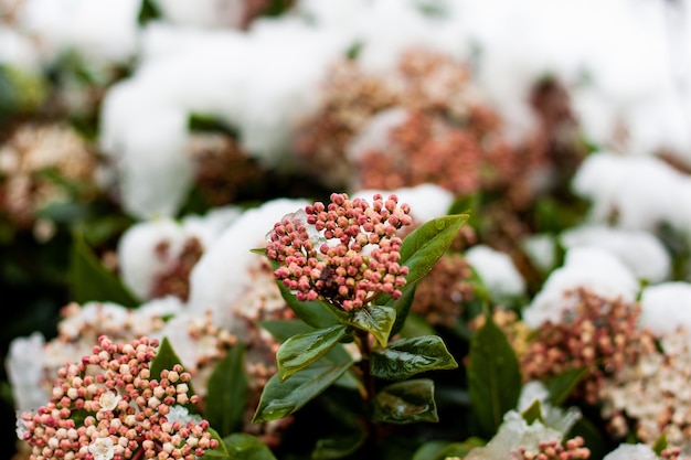 Soft focus of a bunch of pink flower buds during winter