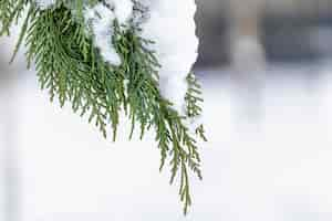 Free photo soft focus of cypress tree leaves with snow