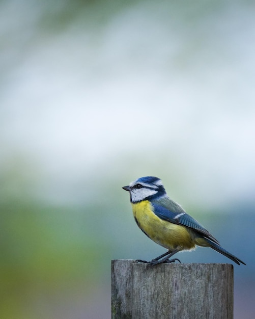 Soft focus of a Eurasian blue tit perched on a wood