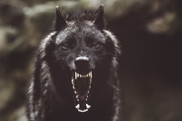 Мягкий фокус свирепого рычащего черного волка с острыми зубами