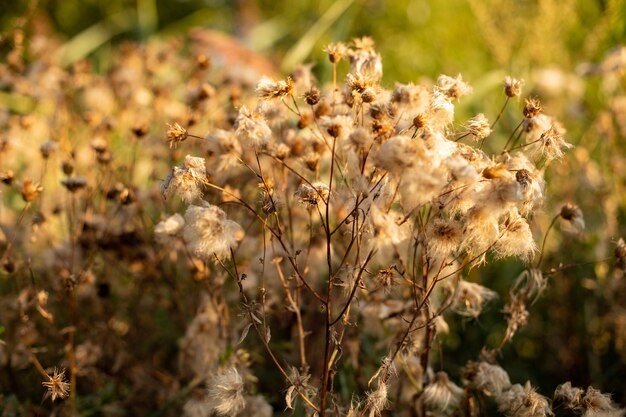 Soft focus of a fuzzy dried flower at a field