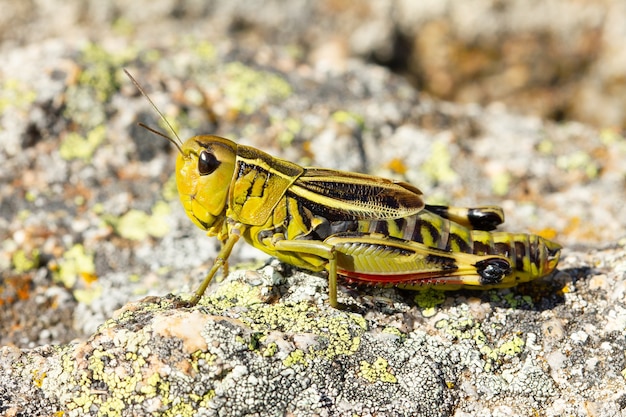 Soft focus of a green grasshopper on a rock on a sunny day