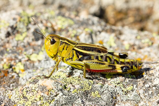 Soft focus of a green grasshopper on a rock on a sunny day