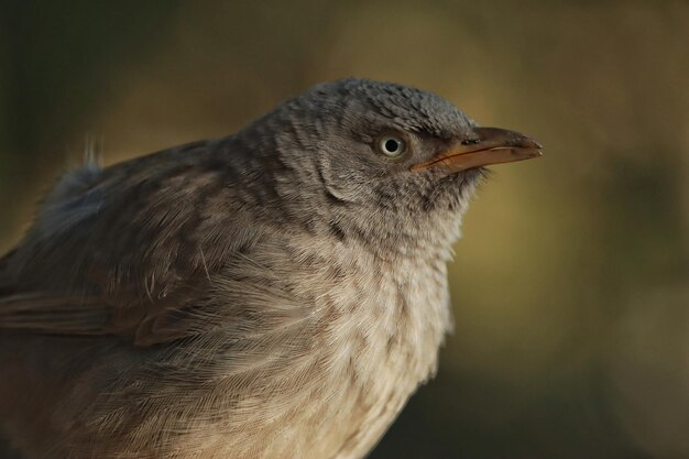 Soft focus of a jungle babbler perched on a ledge in the woods