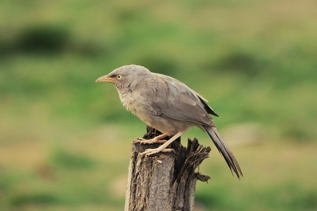 Soft focus of a jungle babbler perched on a wood against a blurry field