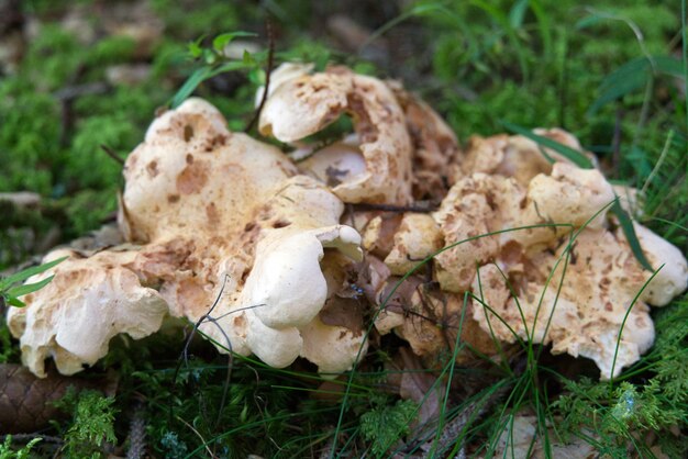 Мягкий фокус старых гниющих грибов на лесной подстилке