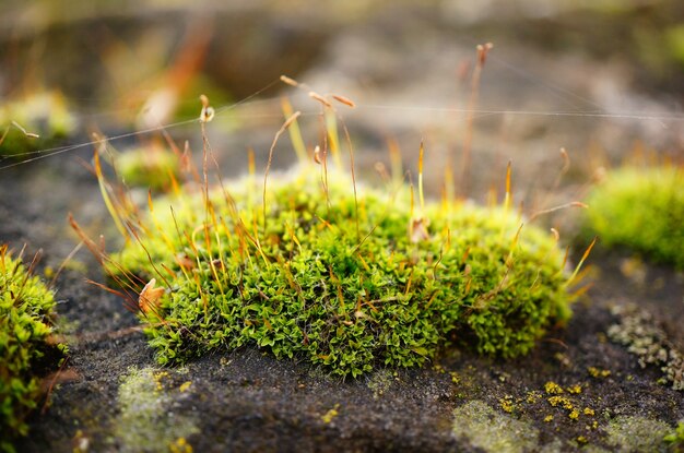 Soft focus of a patch of moss with strings of web, on a rock