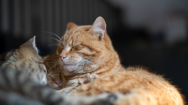 Soft focus of pet cats cuddled and sleeping together in a house