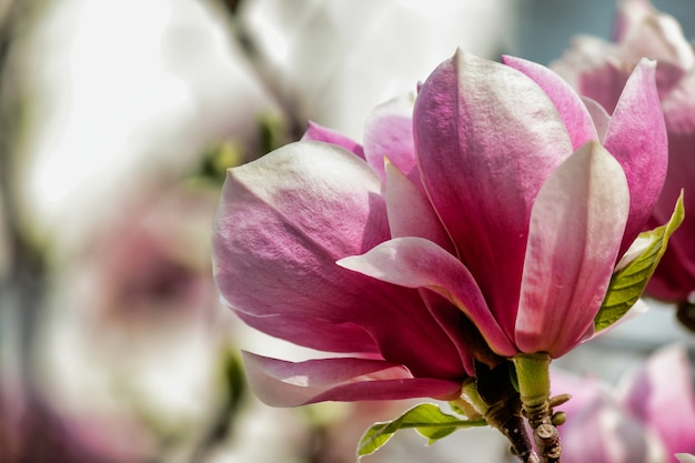 흐린 배경으로 나무에 분홍색 목련 꽃의 소프트 포커스