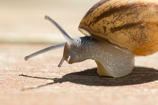 Soft focus of a snail crawling on wooden pavement on sunny day